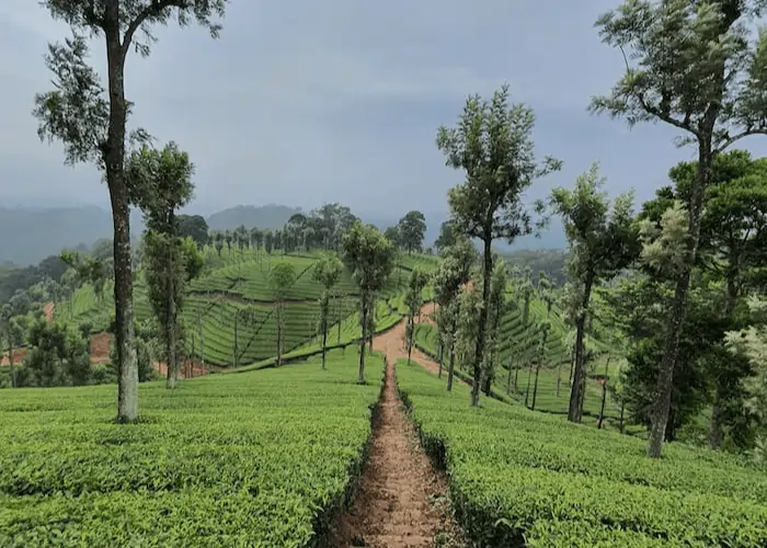 Assam-tea-garden