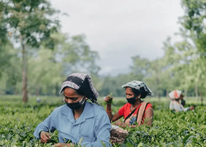 women-plucking-tea